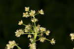 Leafy bulrush